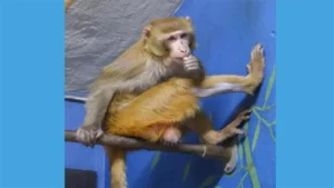 منزل جديد لقرد مختبر ناجٍ من حادث انقلاب شاحنة في نيو جيرسي